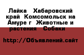 Лайка - Хабаровский край, Комсомольск-на-Амуре г. Животные и растения » Собаки   